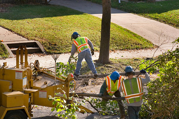 How Our Tree Care Process Works  in  Taft, TX