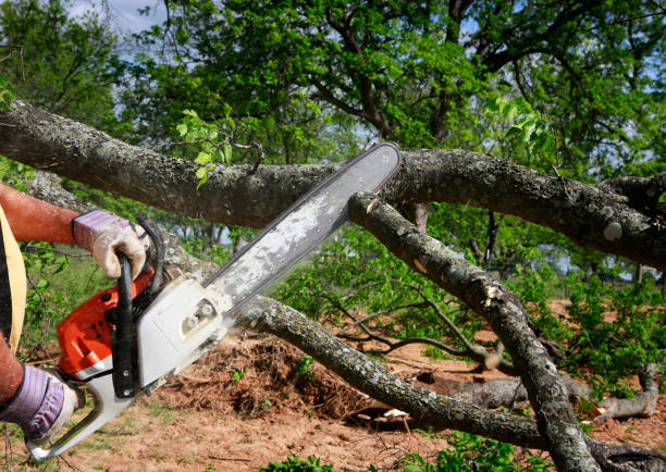 Best Lawn Mowing  in Taft, TX